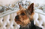 Yorkshire Terrier Portrait