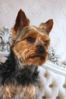 Yorkshire Terrier Portrait