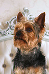 Yorkshire Terrier Portrait