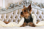 lying Yorkshire Terrier