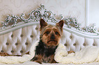 lying Yorkshire Terrier