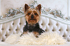 lying Yorkshire Terrier