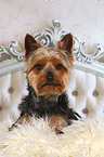 lying Yorkshire Terrier