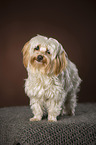 standing Golddust Yorkshire Terrier