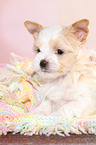 lying Golddust Yorkshire Terrier Puppy