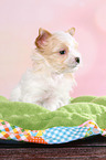 sitting Golddust Yorkshire Terrier Puppy