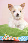 sitting Golddust Yorkshire Terrier Puppy