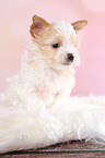 sitting Golddust Yorkshire Terrier Puppy