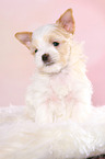 sitting Golddust Yorkshire Terrier Puppy