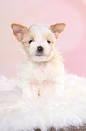 sitting Golddust Yorkshire Terrier Puppy