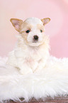 sitting Golddust Yorkshire Terrier Puppy