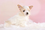 sitting Golddust Yorkshire Terrier Puppy