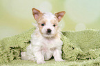 sitting Golddust Yorkshire Terrier Puppy