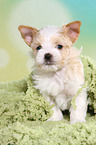 sitting Golddust Yorkshire Terrier Puppy