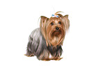 standing Yorkshire Terrier