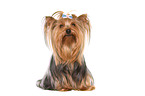 sitting Yorkshire Terrier