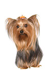 sitting Yorkshire Terrier