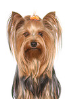 Yorkshire Terrier Portrait