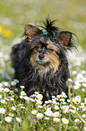 standing Yorkshire Terrier