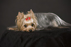 lying Yorkshire Terrier