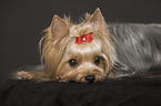 lying Yorkshire Terrier