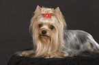 lying Yorkshire Terrier