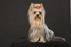 sitting Yorkshire Terrier