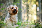 sitting Yorkshire Terrier