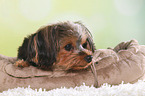 Yorkshire Terrier Portrait