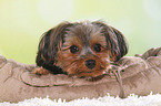 Yorkshire Terrier Portrait