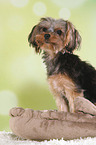 sitting Yorkshire Terrier