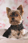 sitting Yorkshire Terrier