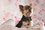 sitting Yorkshire Terrier