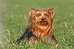 sitting Yorkshire Terrier