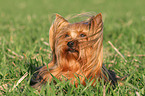 lying Yorkshire Terrier