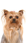 Yorkshire Terrier Portrait