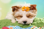 sleeping Yorkshire Terrier Puppy