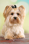 sitting Yorkshire Terrier