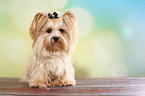 sitting Yorkshire Terrier