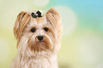 Yorkshire Terrier Portrait