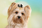 Yorkshire Terrier Portrait