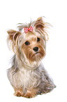 sitting Yorkshire Terrier