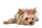 lying Yorkshire Terrier