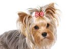 Yorkshire Terrier Portrait