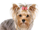 Yorkshire Terrier Portrait