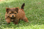 walking Yorkshire Terrier Puppy