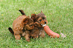 2 Yorkshire Terrier Puppies