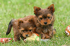 2 Yorkshire Terrier Puppies