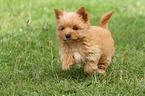 running Yorkshire Terrier Puppy