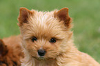 Yorkshire Terrier Puppy